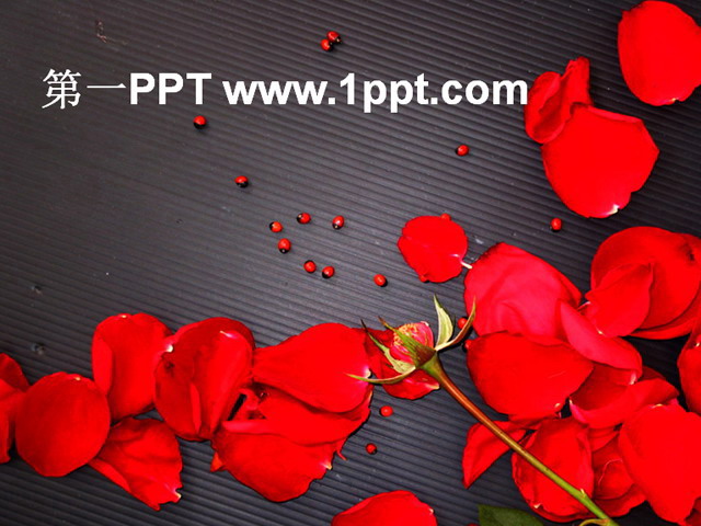 爱情红玫瑰PPT模板下载