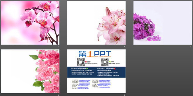 一组粉色烂漫的鲜花幻灯片背景图片下载