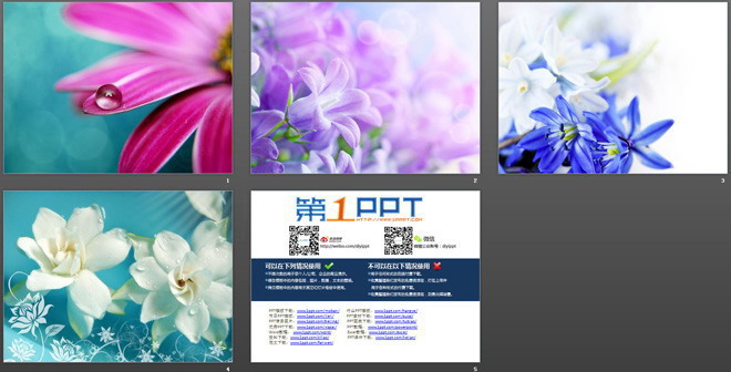 一组紫色鲜花幻灯片背景图片下载