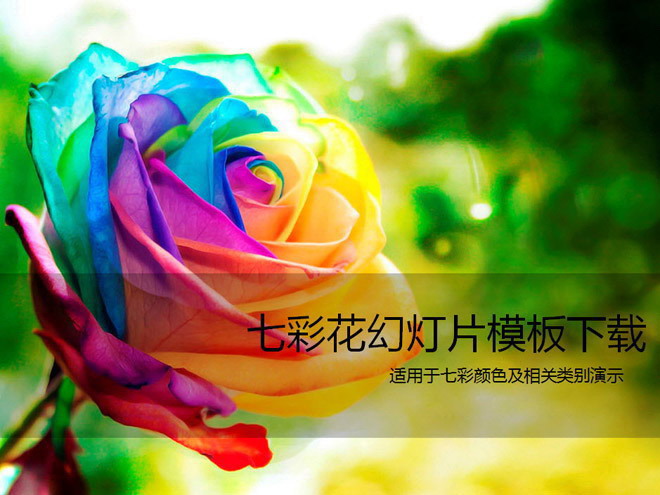 美丽的七彩玫瑰花PPT模板下载