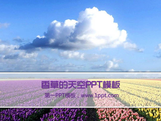 天空下的郁金香PowerPoint模板下载
