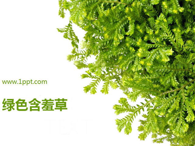 含羞草背景PowerPoint模板下载