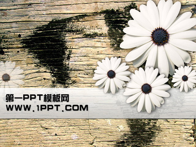菊花木板背景PPT模板下载
