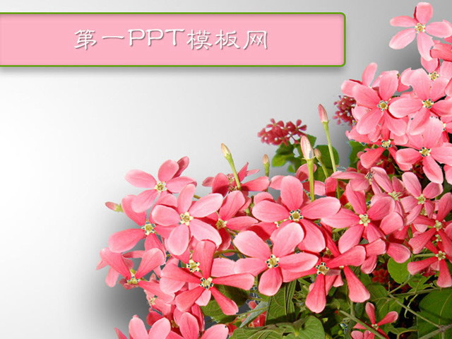 鲜花背景植物主题PPT模板下载