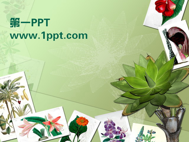 植物相册PPT模板下载
