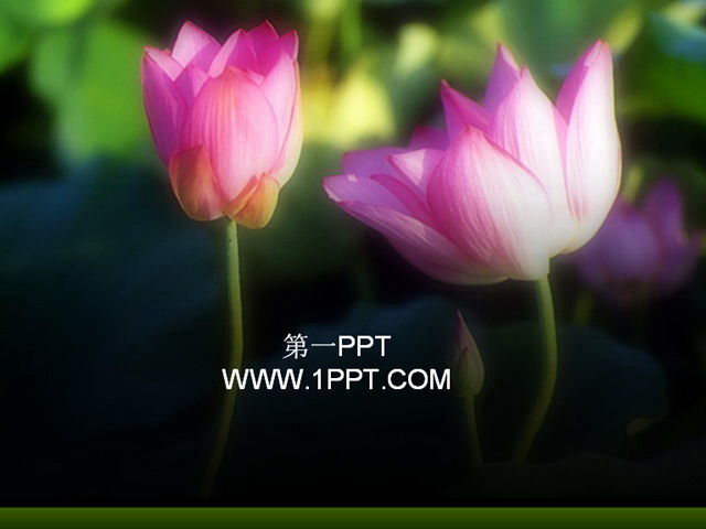 娇艳荷花PPT模板下载